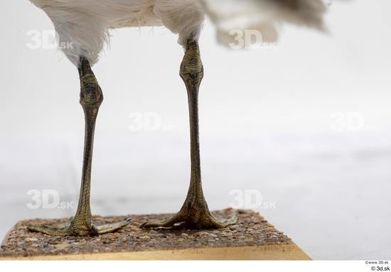 Leg Bird Animal photo references