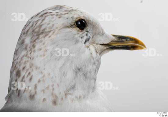 Head Bird Animal photo references