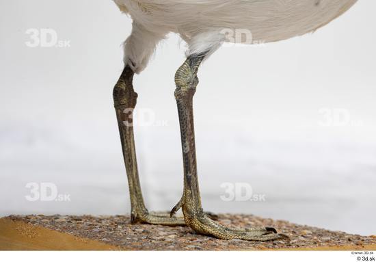 Leg Bird Animal photo references