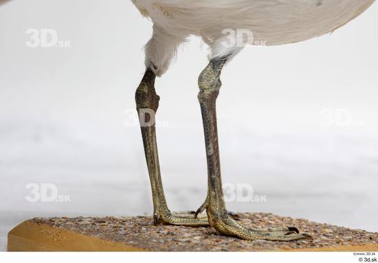 Leg Bird Animal photo references