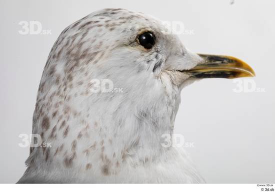 Head Bird Animal photo references