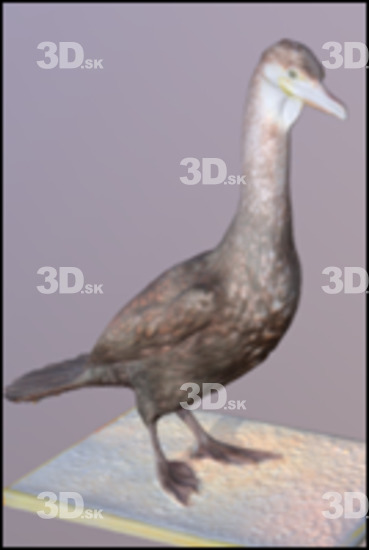 Bird 3D Scans