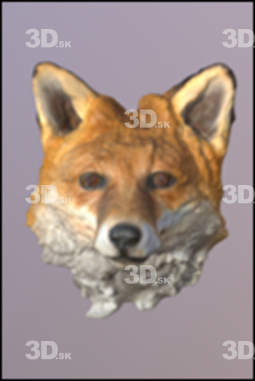 Fox 3D Scans