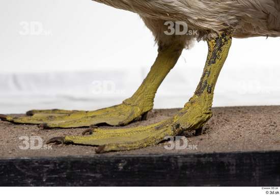 Leg Bird Animal photo references