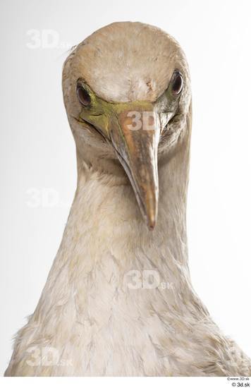 Neck Head Bird Animal photo references
