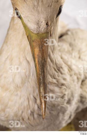 Head Bird Animal photo references