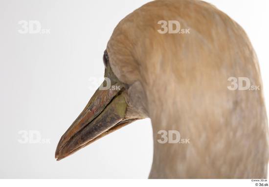Head Bird Animal photo references
