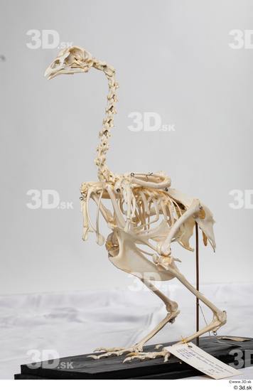 Skeleton Bird Animal photo references