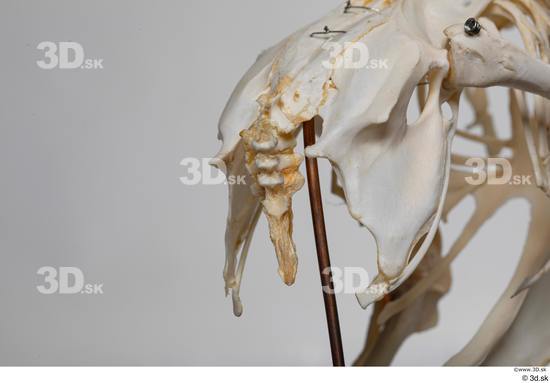 Skeleton Bird Animal photo references