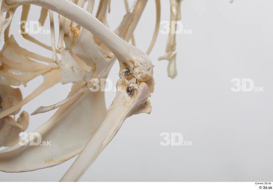 Skeleton Bird Animal photo references