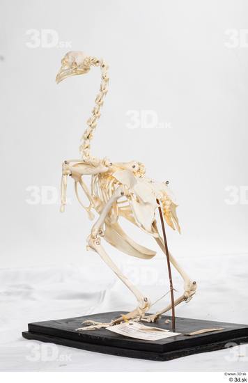 Skeleton Bird Animal photo references