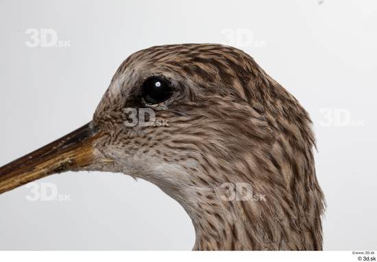 Eye Bird Animal photo references