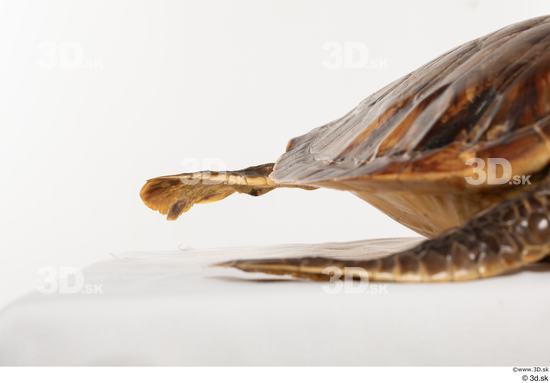 Leg Turtles Animal photo references