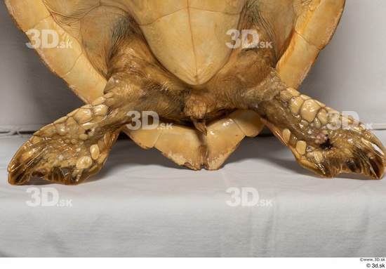 Leg Turtles Animal photo references