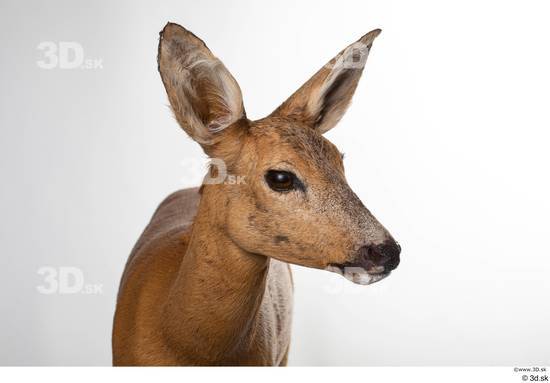 Head Deer Animal photo references