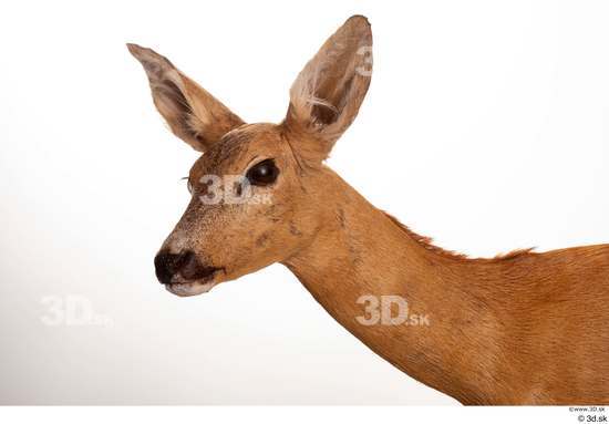 Neck Head Deer Animal photo references