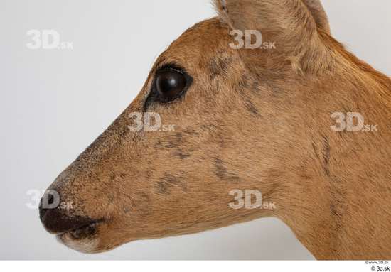 Cheek Head Deer Animal photo references