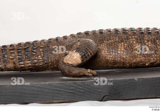 Leg Crocodile Animal photo references