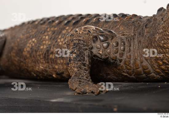 Leg Crocodile Animal photo references