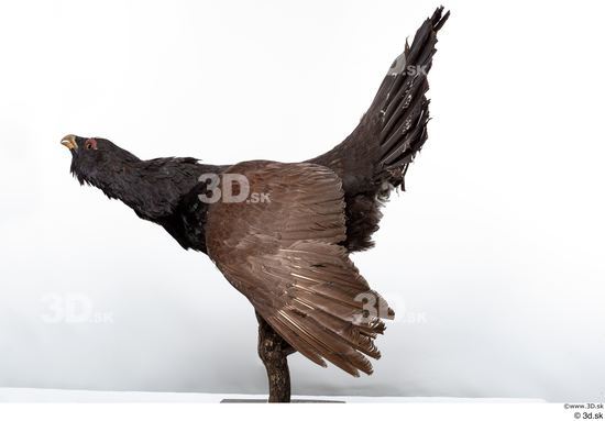 Whole Body Bird Animal photo references