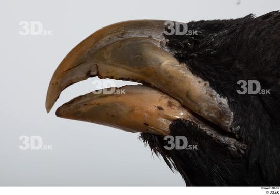 Mouth Bird Animal photo references