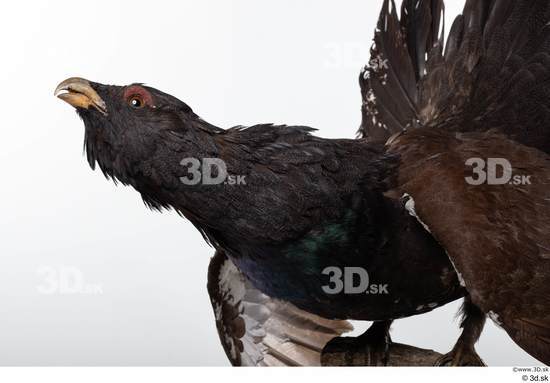 Neck Head Bird Animal photo references