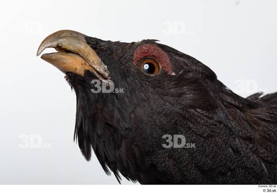 Head Bird Animal photo references