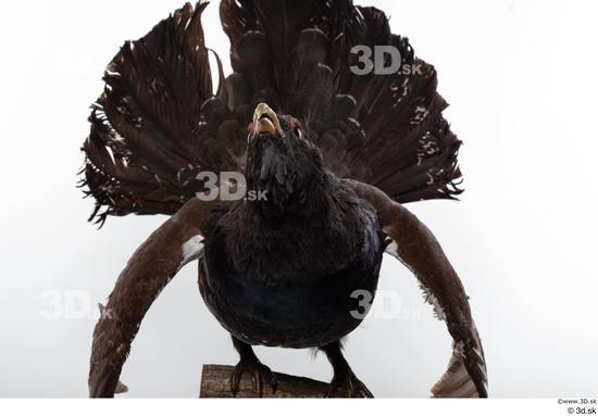 Whole Body Bird Animal photo references