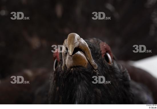 Mouth Bird Animal photo references