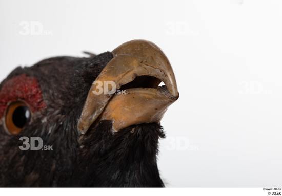 Mouth Bird Animal photo references