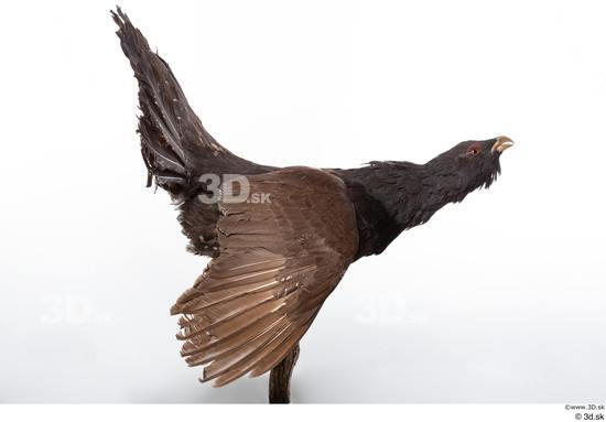 Whole Body Bird Animal photo references