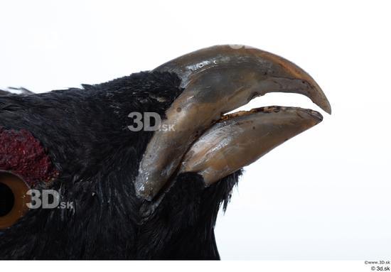 Mouth Bird Animal photo references