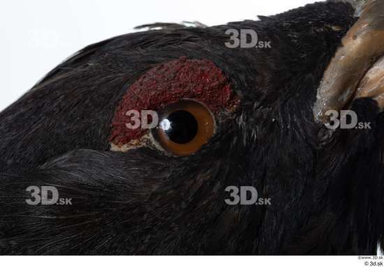 Eye Bird Animal photo references