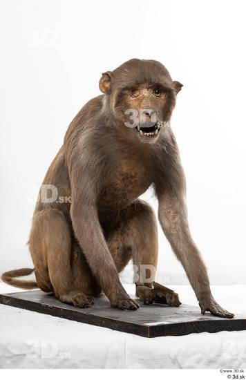 Whole Body Monkey Animal photo references