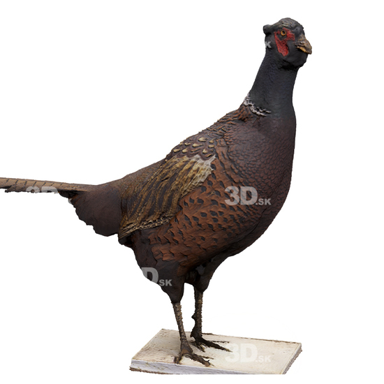 Pheasant 3D Scans