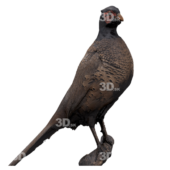 Pheasant 3D Scans