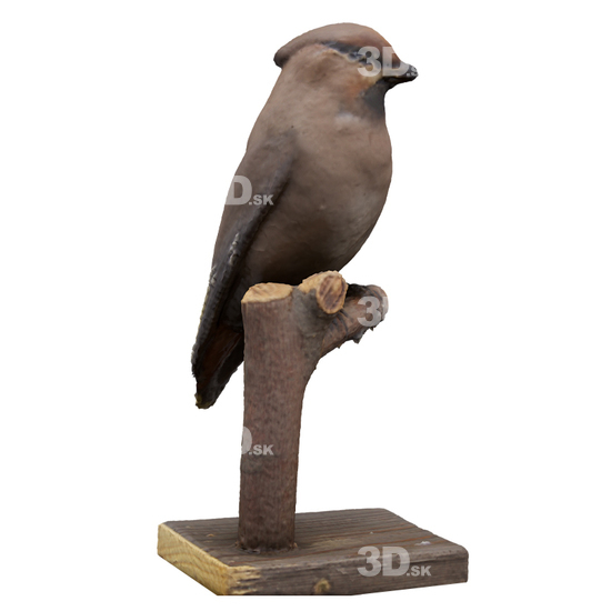 Bird 3D Scans