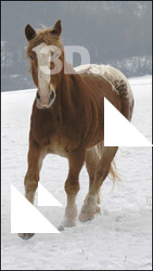 Horse poses