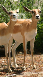 Antelope # 1