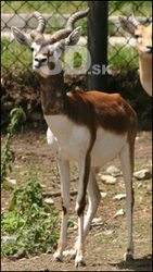 Antelope # 2
