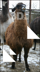 Lama