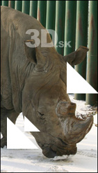 Rhinoceros poses