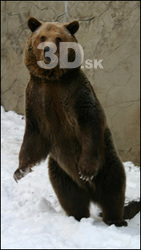 Bear I