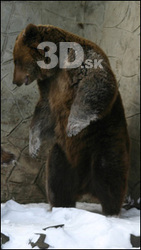 Bear II