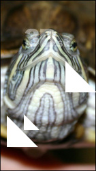 Turtle I