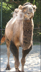 Camel