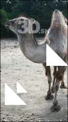 Camel poses