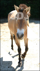Horse poses