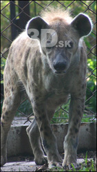 Hyena II