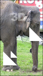 Elephant II